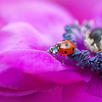 Buy canvas prints of Ladybird on Anemone flower by Jacky Parker