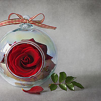 Buy canvas prints of Single Red Rose by Jacky Parker