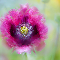 Buy canvas prints of Pink Opium Poppy by Jacky Parker