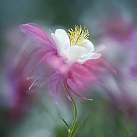 Buy canvas prints of Columbine Pink Spring Flower  by Jacky Parker