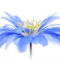 Buy canvas prints of Blue Spring Windflower by Jacky Parker
