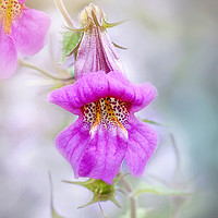 Buy canvas prints of Chinese Foxglove Pink Flower  by Jacky Parker