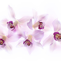 Buy canvas prints of Soft Pink Orchids by Jacky Parker