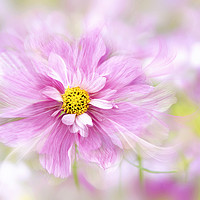 Buy canvas prints of Cosmos 'Rosetta' Pink Flower by Jacky Parker
