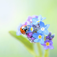Buy canvas prints of Ladybird on a Forget-me-not Flower by Jacky Parker