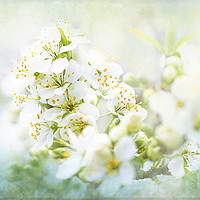 Buy canvas prints of White Pear Blossom by Jacky Parker