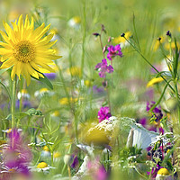 Buy canvas prints of The Flower Meadow by Jacky Parker