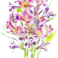 Buy canvas prints of Multi-Coloured Peruvian Lilies by Jacky Parker