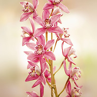 Buy canvas prints of Soft Pink Orchids by Jacky Parker