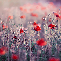 Buy canvas prints of Red Field Poppies  by Jacky Parker