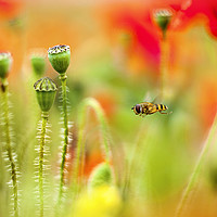 Buy canvas prints of Summer Hover by Jacky Parker