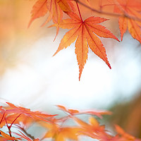 Buy canvas prints of Japanese Maple leaves by Jacky Parker
