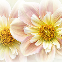 Buy canvas prints of Collerette Dahlia flower by Jacky Parker