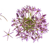 Buy canvas prints of Allium Flower by Jacky Parker