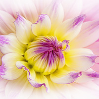Buy canvas prints of Pink Dahlia Flower by Jacky Parker