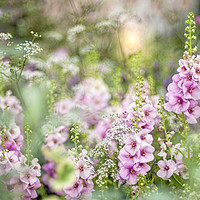 Buy canvas prints of Pink Verbascum Flowers by Jacky Parker