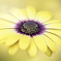 Buy canvas prints of Mellow Yellow by Jacky Parker