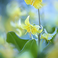 Buy canvas prints of Dog's tooth Violet flower by Jacky Parker
