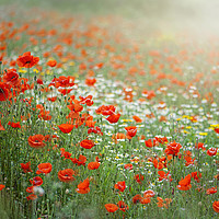 Buy canvas prints of Red Field Poppies by Jacky Parker