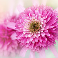 Buy canvas prints of Pink Coneflowers by Jacky Parker