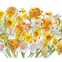 Buy canvas prints of Spring Tulips and Daffodils by Jacky Parker