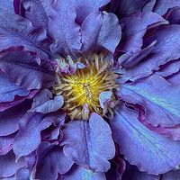 Buy canvas prints of Purple Clematis Flowers by Jacky Parker