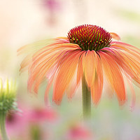 Buy canvas prints of Coneflower 'Hot Summer' by Jacky Parker