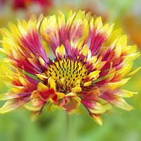 Buy canvas prints of Red and Yellow Blanket Flower by Jacky Parker