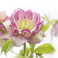 Buy canvas prints of Spring Hellebore by Jacky Parker