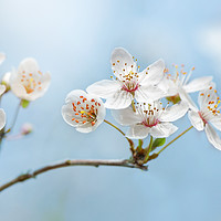Buy canvas prints of Wild Cherry Blossom by Jacky Parker