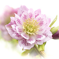 Buy canvas prints of Spring Double-flowered Hellebore by Jacky Parker