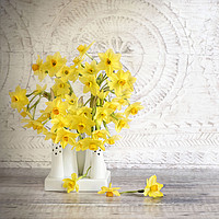 Buy canvas prints of Spring Daffodils by Jacky Parker