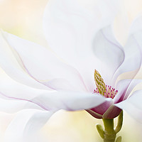 Buy canvas prints of Magnolia Flower by Jacky Parker