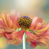 Buy canvas prints of Summer Helenium by Jacky Parker