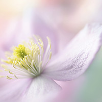 Buy canvas prints of Clematis 'Mayleen' by Jacky Parker