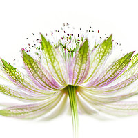 Buy canvas prints of Astrantia Flower by Jacky Parker