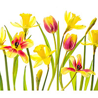 Buy canvas prints of Spring Flora by Jacky Parker