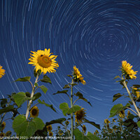 Buy canvas prints of Sunflowers lit by moonlight against startrail by Łukasz Szczepański