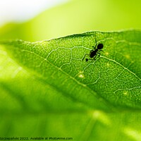 Buy canvas prints of An Ant on green leaf by Łukasz Szczepański