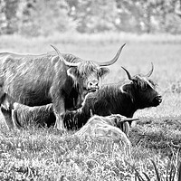 Buy canvas prints of Highland cattle cows family on pasture by Łukasz Szczepański