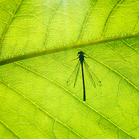 Buy canvas prints of Dragonfly on green leaf by Łukasz Szczepański