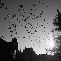 Buy canvas prints of Pigeons flying over Torun city, Poland by Łukasz Szczepański