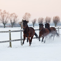 Buy canvas prints of Horses galloping on snowy paddock by Łukasz Szczepański