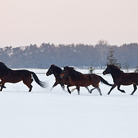 Buy canvas prints of Four horses galloping on paddock covered with snow by Łukasz Szczepański