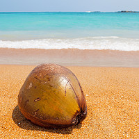 Buy canvas prints of Coconut on the beach by emerald Indian Ocean  by Łukasz Szczepański