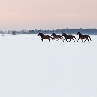 Buy canvas prints of Four horses galloping on snowy paddock by Łukasz Szczepański