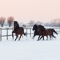 Buy canvas prints of Galloping horses by Łukasz Szczepański