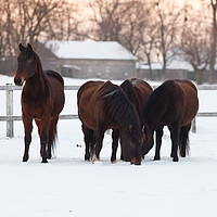 Buy canvas prints of Four horses grazing on snowy pasture by Łukasz Szczepański