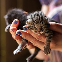 Buy canvas prints of Newborn kitty on human's hand by Łukasz Szczepański
