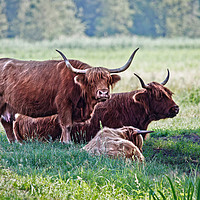 Buy canvas prints of Highland cattle cows family on pasture by Łukasz Szczepański